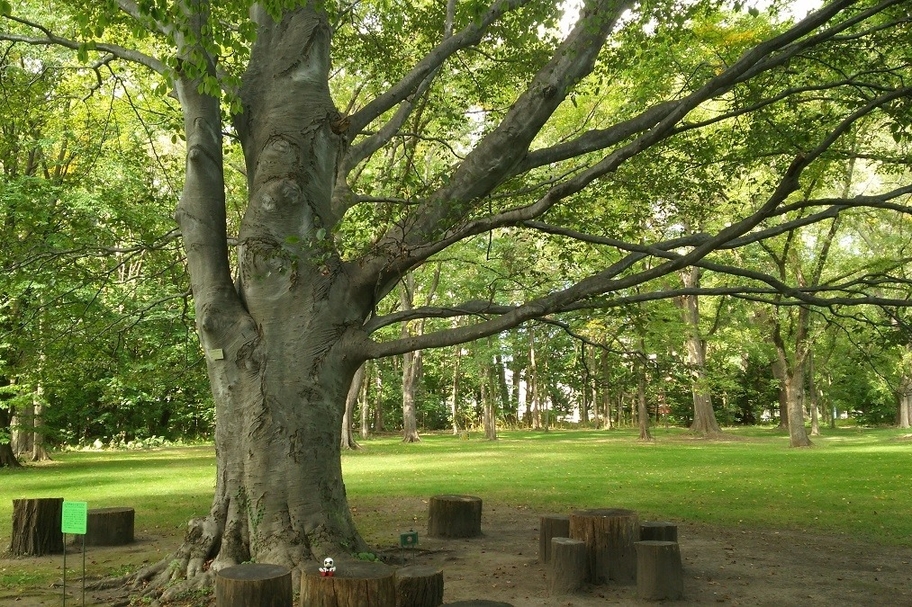 hokkaido-university-botanical-garden